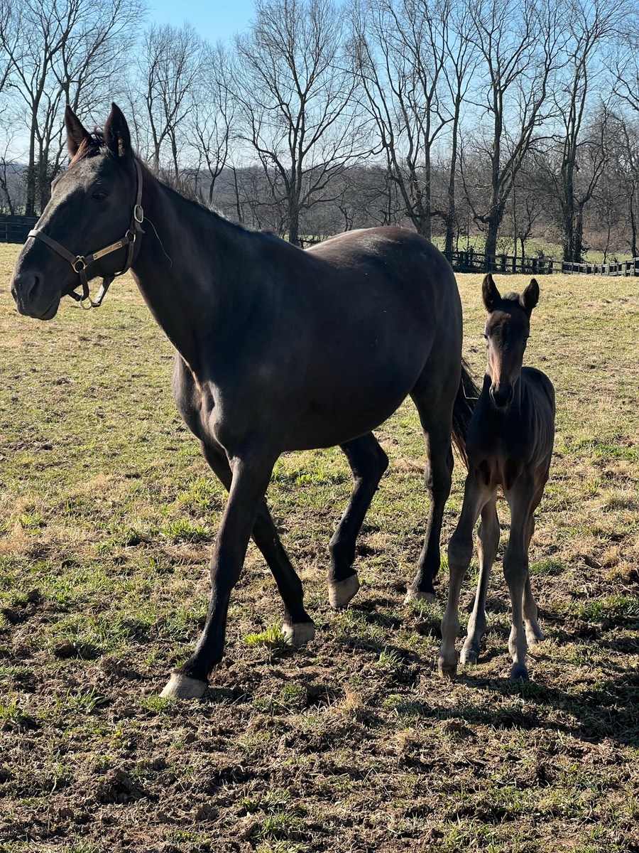 Danae Muscle Hill Foal 2022