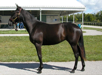 Danae Yearling